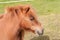 A chesnut shetland pony