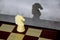 Chess piece white knight and its shadow in profile. Romance of chess as a sport