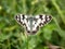 Chessboard Butterfly macro wildlife image