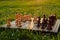 Chessboard and chess pieces on the grass in the garden