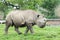 Chester, Cheshire, England - 01 June 2019: Juvenile White Wide-Mouthed Rhinoceros