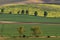 Chestnut alley. Eight beautiful chestnut trees in front of which is a green field and two trees. Behind the alley is a yellow