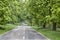 Chestnut alley after rain