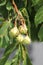 Chestnut, American Castanea dentate