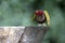 Chestnut animal on wooden stump, owl made of chestnut, acorn, yellow leaves and red hawthorn fruits, funny bird