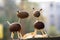 Chestnut animals on wooden stump