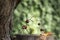 Chestnut animals on wooden stump, deer and female deer made of chestnuts, acorns and twigs, green background