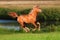 Chestnut arab horse gallop in the summer