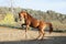 Chestnut arab horse plays in paddock