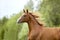 Chestnut arab horse portrait in action runs free in summer