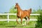 Chestnut arab stallion runs free in paddock in summer