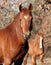 Chestnut Arabian Gelding