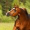 Chestnut arabian horse