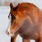 Chestnut arabian horse head and neck closeup