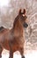 Chestnut arabian horse portrait