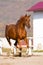 Chestnut arabian horse runs gallop