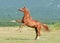 Chestnut arabian stallion rearing