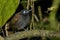 Chestnut-backed Antbird, Myrmeciza exsul, in trees