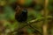 Chestnut-backed antbird Poliocrania exsul dark brown passerine bird in the antbird family, found in humid forests in Central and