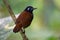 Chestnut-backed antbird Poliocrania exsul dark brown passerine bird in the antbird family, found in humid forests in Central and