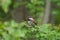 Chestnut-backed chickadee feeding in woods