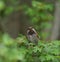 Chestnut-backed chickadee feeding in woods