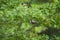 Chestnut-backed chickadee feeding in woods