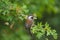 Chestnut-backed chickadee feeding in woods