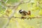 Chestnut-backed chickadee feeding in woods