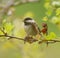 Chestnut-backed chickadee feeding in woods