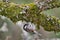 Chestnut-backed chickadee hangs from the moss on the underside of an oak tree as it searches for food