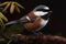 Chestnut-backed Chickadee Isolate on white Background