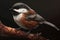 Chestnut-backed Chickadee Isolate on white Background