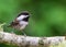 A Chestnut-Backed Chickadee on Mossy Branch