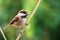 Chestnut-backed chickadee Poecile rufescens perched on a branch