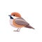 Chestnut-backed Chickadee, Poecile rufescens . Sparrow bird cartoon flat style beautiful character of ornithology