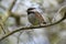 Chestnut backed chickadee posing on tree branch