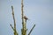 Chestnut backed chickadee posing on tree branch