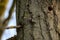 Chestnut-backed chickadee posing on tree branch