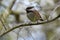 Chestnut-backed chickadee posing on tree branch