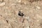Chestnut backed sparrowlark Eremopterix leucotis