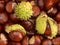 Chestnut background