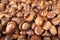 Chestnut Background