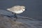 Chestnut-banded Plover