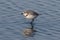 Chestnut-banded plover, Charadrius pallidus