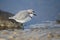 Chestnut-banded plover, Charadrius pallidus