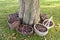 Chestnut baskets around a chestnut tree