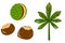 Chestnut beans and leaf icons. Creative illustrations. Colorful sketch. Idea for decors, logo, patterns. Isolated vector.