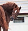 Chestnut beautiful arabian horse. close up