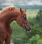 Chestnut beautiful arabian horse. close up